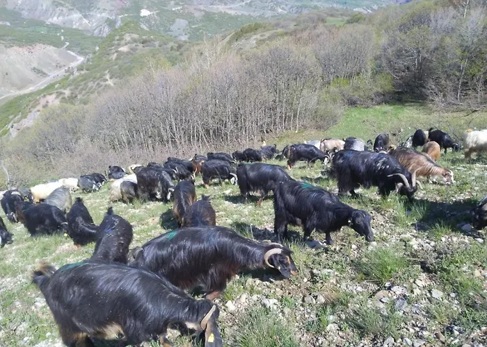 Tunceli Hotels