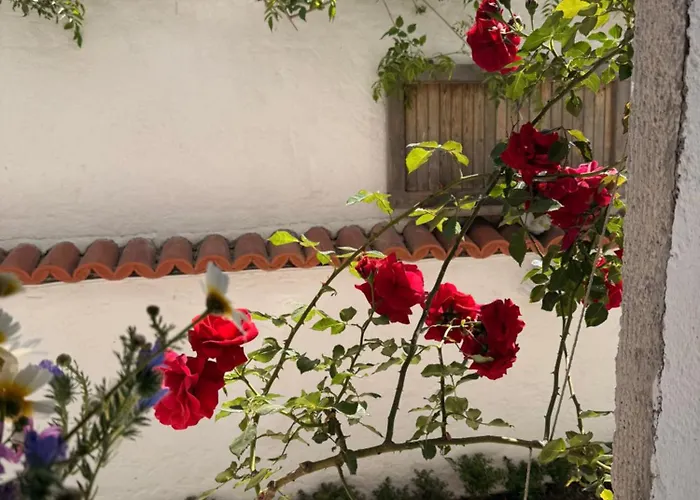 Pet friendly Alacati Albatross Hotel